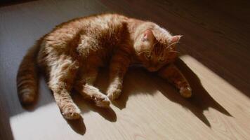 Red tabby cat lying on wooden floor in bright sunlight with sharp shadows. Furry ginger cat shaking tail. Soft focus on triangle shadows of cat ears silhouette. Cat behavior while anxiety emotion video