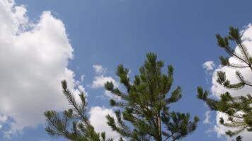 Fresh pine tree branches with green needles move by wind on blue sky background with fluffy white clouds and copy space. Conifer forest landscape. Windy pine trees and cloudscape video