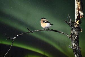 Female Eurasian bullfinch Pyrrhula pyrrhula in front of night sky with aurora photo