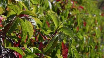 Fall garden hedge overgrown by Virginia creeper also called Parthenocissus Quinquefolia with autumn color leaves and green blurred background. Wild grape leaf closeup video