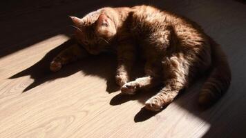 Red tabby cat trying to nap on wooden floor in bright sunlight with sharp shadows. Furry ginger cat shaking tail. Selective focus on triangle shadows of cat ears. Pet behavior in anxiety emotions video