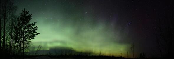 Panoramic view of northern lights over winter forest photo