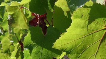 Soft focus to jagged edges and leaf veins closeup in bright sunlight fluttering in wind against blurred background. Sunny windy day at vineyard in viticulture harvest time video