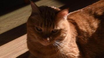 Furry red cat resting in sun warmth. Portrait of tabby ginger cat with amber eyes. Fluffy kitty lying on wood floor background with bright light and shadow video