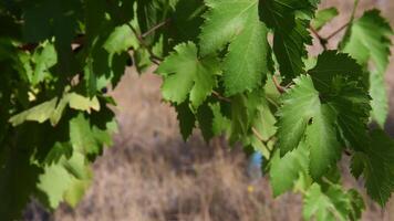 Grapevine branch with fresh green leaves fluttering in wind. Foliage of grape at vineyard with blurred background and copy space. Organic viticulture growing video