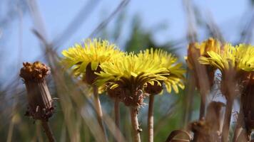 Pan motion background of blooming dandelion flowers and faded buds with blurred foreground of defocused hay grass. Fall season meadow blossoms closeup video