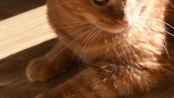 Ginger red cat portrait extreme close-up. Cute red tabby cat with amber eyes and white whiskers. Cat moves head in bright light and shadow video