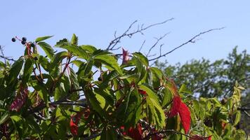 Fall foliage of Virginia creeper also called Parthenocissus Quinquefolia with green and red leaves shaking in wind at blue sky background. Wild grape hedge video