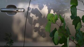 Soft focus to shadows of moving grape branches with green foliage. Fresh grapevine branches with leaves shake and move by wind on background of golden colored car door video