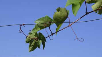 Fresh grape branch with curly tendrils climbing by wire against clear blue sky. Green leaves of grapevine fluttering in wind. Organic viticulture growing video