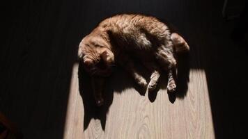 Red cat laying on wooden floor in bright sunlight from window. Furry tabby ginger cat shake and move tail. Focus on cat ears shadow on floor with copy space video