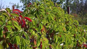Garden hedge overgrown by Virginia creeper also called Parthenocissus Quinquefolia with green and red leaves and blurred background. Fall season gardening video
