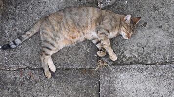Brown tabby cat lays and kneads by paws, then turn head looking into camera and screwing up eyes. Young cat purr and stretch cute paw pads on rough stone surface video
