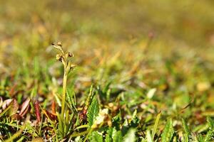 The false musk orchid Chamorchis alpina in heath landscape photo