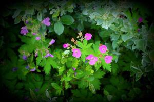Geranium sylvaticum, the wood cranesbill, with vignetting photo