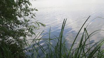 Defocus reeds on foreground and tree branches shaking in wind with water background. Plants growing on river bank and defocused reflection in blurry rippled water surface video