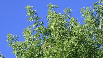 Soft focus to fresh green leaves against blue sky in summer sunny day. Side view to lush foliage at high top of deciduous tree in park. Camera looks up to tree branches shaking in wind video