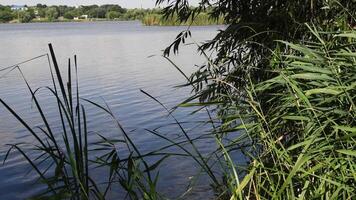 Tranquil lake landscape with nobody. Swinging cattail stalks and sedge leaves on foreground and tree branches sways in wind with rippled water background. Reed plants growing on river bank video