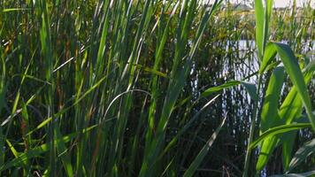 Overgrown lake shore with lush reed leaves shaking in wind and bright sunlught. Relaxing zen-like summer scene with cattails growing by river. Pan camera moves left video