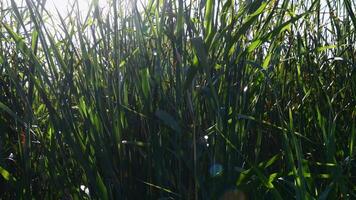Bright sunlight with lens flares shine through shaking cattail thicket of overgrown lake shore. Relaxing zen-like nature background with defocused plants swaying in front of sun video