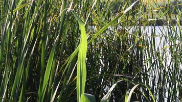 Overgrown lake shore with lush reed leaves sway in wind at bright sunlight. Tranquil summer natural texture with defocused cattails on foreground video