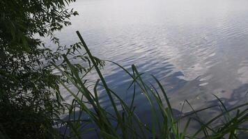 Swinging reeds on foreground and tree branches sways in wind with blurred water background. Plants growing on river bank and blurry rippled water surface with copy space video