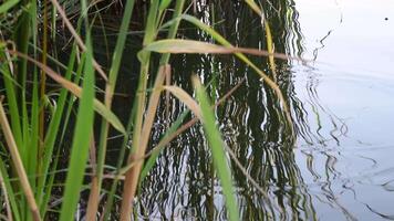 Defocused green yellow leaves and stalks of bulrush over river bank. Rippled freshwater with circles on water surface. Natural autumn background with Typha grass-like plant thicket video