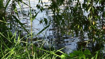 Wetlands nature background. Swamp with reeds over wavy still water surface with tree leaf branches above. Restoring natural water retention reservoirs. Concept of nature, ecology and environment video
