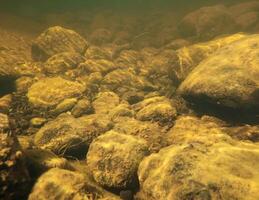 Underwater shot of rocks in a shallow stream photo