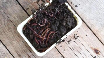 Earthworms crawl and hide in wet black soil inside rectangular box on rustic wooden background with copy space. Closeup of worms as bait for fishing. Composting concept video