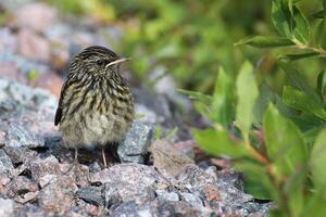 Young bluethroat standing on gravel next to shrub photo