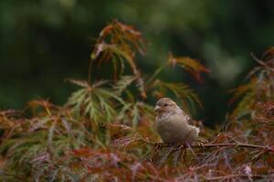 Female house sparrow sitting in a decorative maple tree photo