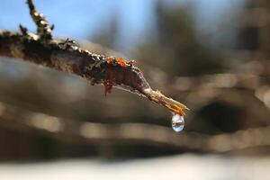 Drop of birch sap hanging from a cut twig photo
