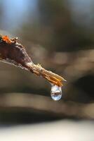 Drop of birch sap hanging from a cut twig photo