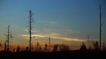 Polar stratospheric clouds over tree silhouettes in Sweden photo