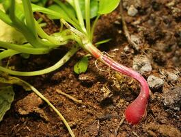 Twisted root of the radish variety French Breakfast photo
