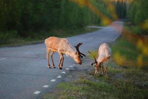 Two reindeers feeding in the sunset in northern Sweden photo