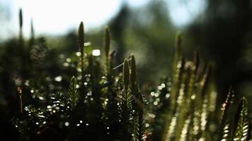 Backlit shot of Lycopodium annotinum, interrupted club-moss photo