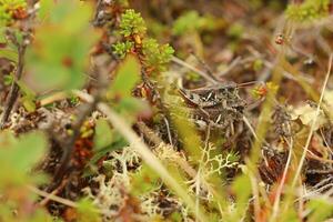 Nordic mountain grasshoppers Melanoplus frigidus in the act of mating photo