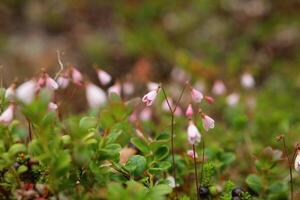 Linnaea borealis, the Twin flower, with many blossoms photo