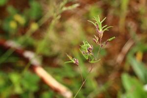 Young shoots of Poa bulbosa, bulbous meadow-grass, growing from the spike photo