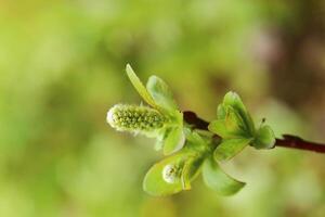 Catkins of Salix hastata, the halberd willow photo