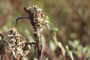 Catkins of Salix glauca, the grayleaf willow, during seed dispersal photo