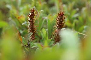 Catkins of Salix hastata, the halberd willow photo