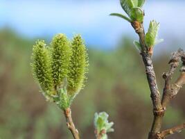 Catkins of Salix lanata, the woolly willow photo