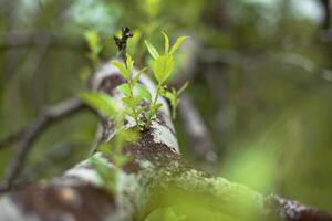 Sprouts of Salix myrsinifolia, the myrsine-leaved willow, growing from a fallen tree photo