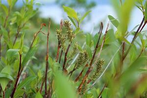Catkins of Salix phylicifolia, the tea-leaved willow photo