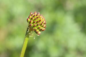Fruits of Trollius europaeus, the globe flower photo