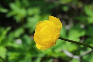Blossom of Trollius europaeus, the globe flower photo