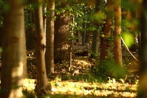 Nature reserve NSG Eldena near Greifswald in Germany photo
